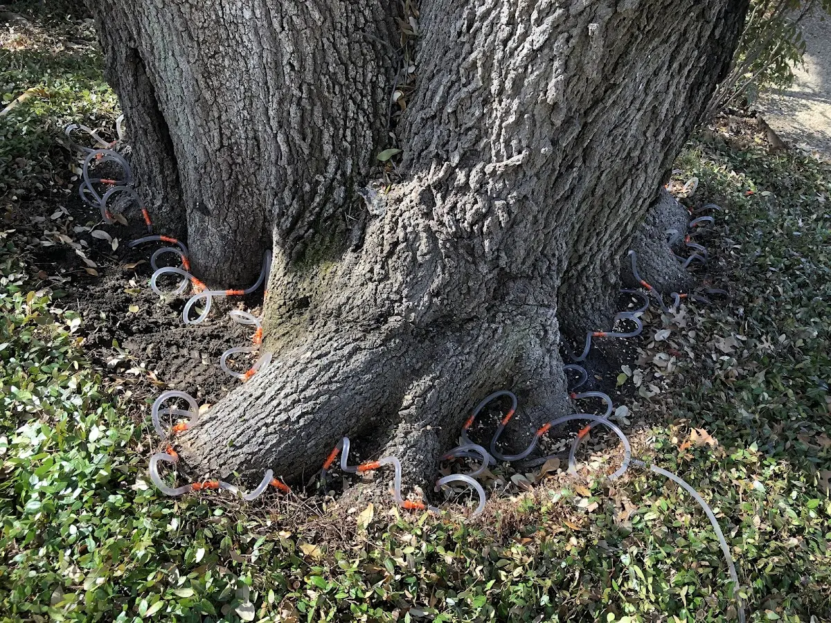 Detailed Tree Cabling and Bracing job site in Syracuse