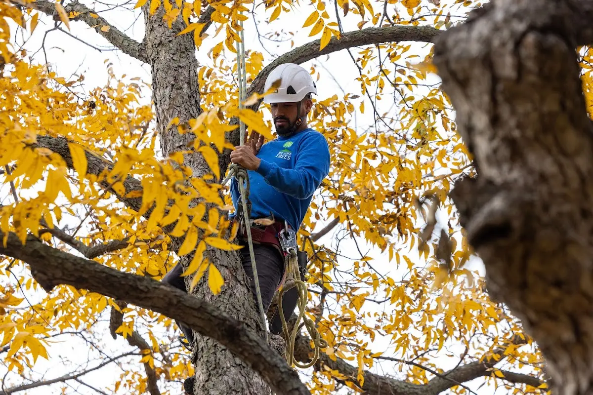 Skilled Tree Planting crew working in Syracuse